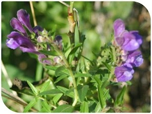 lymph tonic Baicalein